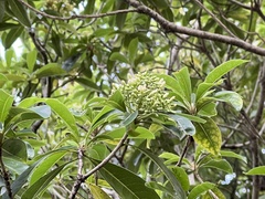 Pittosporum pentandrum