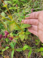 Rhexia virginica