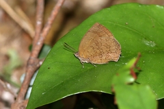 Arhopala paramuta