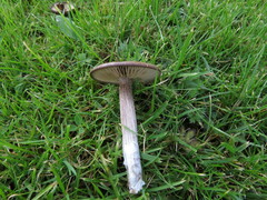 Pseudoclitocybe cyathiformis