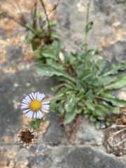 Erigeron leibergii