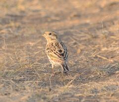 Emberiza citrinella × leucocephalos
