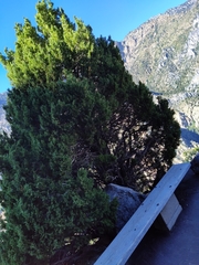 Juniperus scopulorum