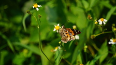 Vanessa indica