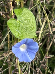 Ipomoea hederacea