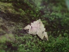 Prolophota trigonifera