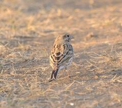 Emberiza citrinella × leucocephalos