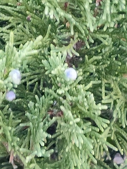 Juniperus scopulorum