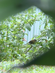 Ramphocelus passerinii