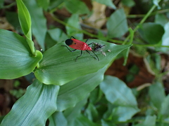 Dindymus sanguineus
