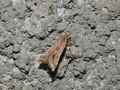 Diasemia monostigma