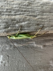 Oecanthus argentinus