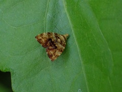 Choreutis