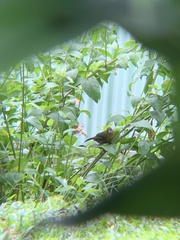 Ramphocelus passerinii