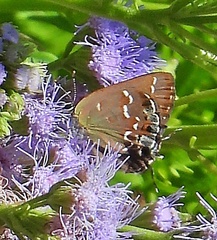 Callophrys gryneus