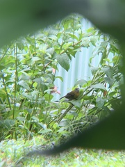 Ramphocelus passerinii