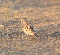 Emberiza citrinella × leucocephalos