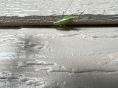 Oecanthus argentinus