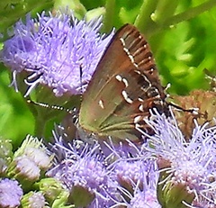 Callophrys gryneus