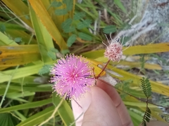 Mimosa microphylla