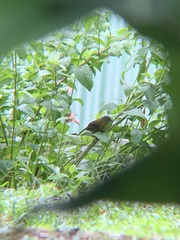 Ramphocelus passerinii