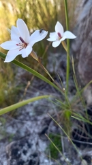 Gladiolus debilis