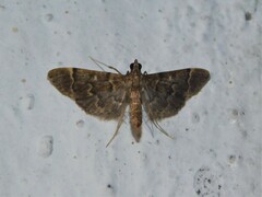 Duponchelia lanceolalis