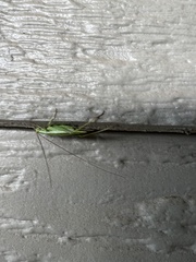 Oecanthus argentinus