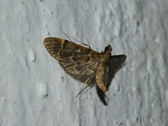 Duponchelia lanceolalis