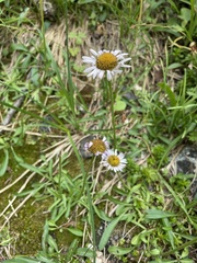 Erigeron glacialis