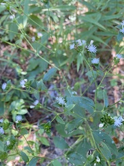 Elephantopus tomentosus