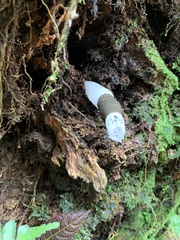 Staheliomyces cinctus