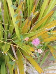 Mimosa microphylla