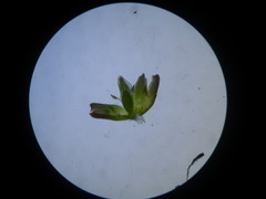 Coelanthum grandiflorum