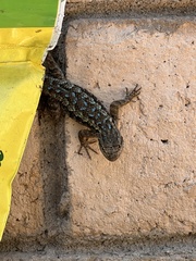 Sceloporus occidentalis