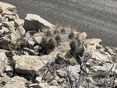 Echinocereus stramineus
