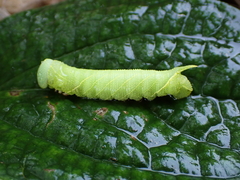 Smerinthinae