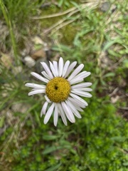 Erigeron glacialis