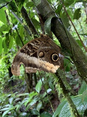 Caligo atreus