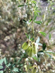 Crotalaria pumila