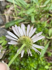 Erigeron glacialis
