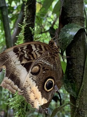 Caligo atreus