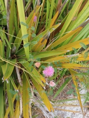 Mimosa microphylla
