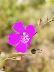 Agalinis fasciculata