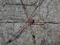 Nelima