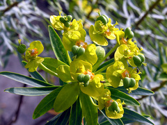 Euphorbia dendroides