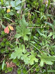Petasites frigidus