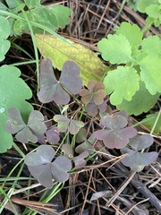Oxalis stricta rufa