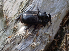 Trichogomphus mongol