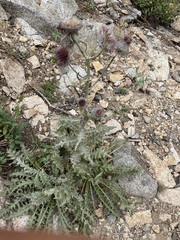 Cirsium edule